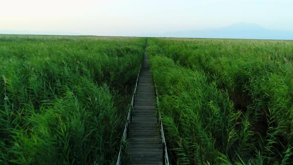 Wooden Bridge In A Reeds