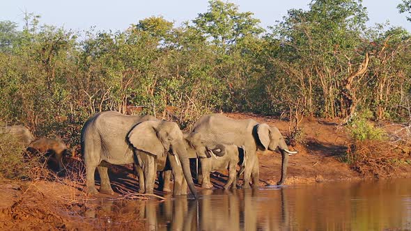 African bush elephant in Kruger National park, South Africa