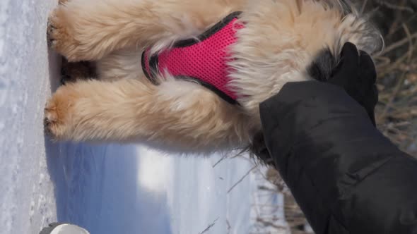 Dog Owner in Black Winter Coat and Gloves Pets Animal