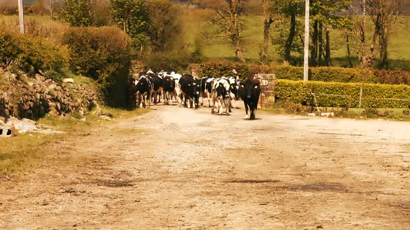 Herd of cattles walking