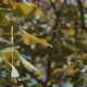 Slow Motion Flythrough A Lilac Tree - VideoHive Item for Sale