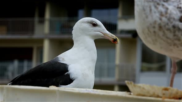 Gulls in an urban area, Courseulles sur Mer, Calvados, Normandy, France