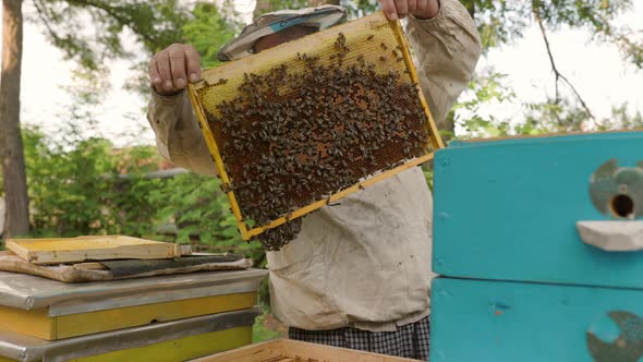 beekeeper holding a honeycomb full of bees. Beekeeper inspecting honeycomb frame at apiary