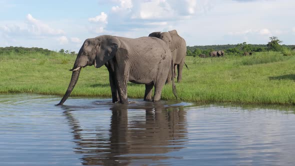 Two elephants drinking water from a lake 