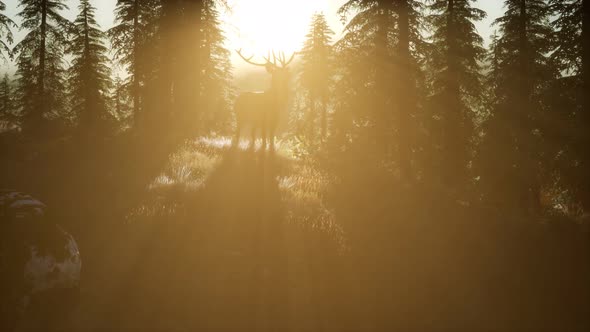 Deer Male in Forest at Sunset
