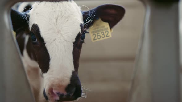 Cute Calf Muzzle Waiting Food in Farm Closeup