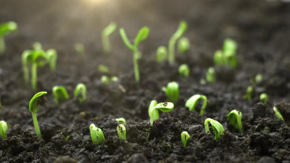 Growing Plants in Timelapse Sprouts Germination Newborn Seeds