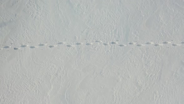 Lone Traveler with a Backpack Walks Through the Snowy Desert