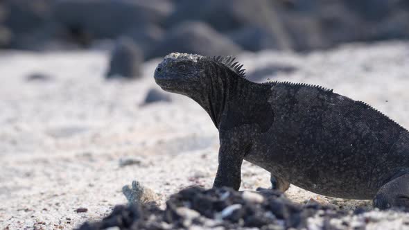 Marina Iguana Standing On Sandy Beach In The Galapagos Looking Around. Low Angle