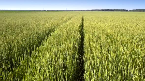 Bright Yellow Wheat Moved By Gentle Wind Grows on Field