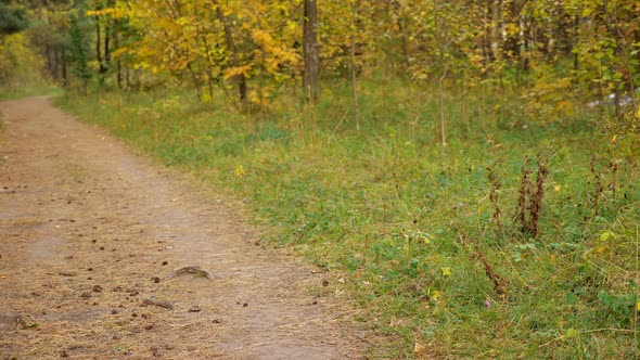 Unrecognizable Man Throws a Plastic Bottle Into the Grass in the Forest