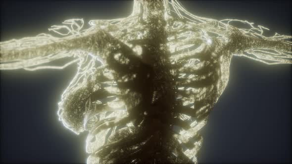 Colorful Human Body Animation Showing Bones and Organs