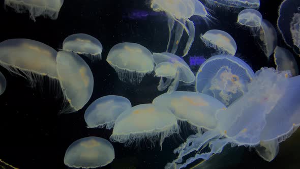 Jellyfish - Aurelia Laboata - at Kamon Aquarium, Japan.