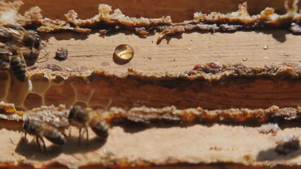 View of the opened hive body showing the frames populated by honey bees. 