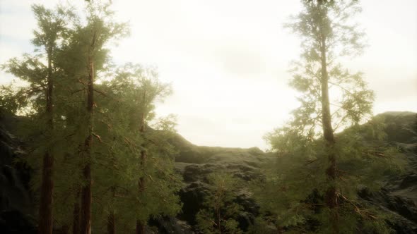 Fog and Pine Trees on Rugged Mountainside and Coming Storm alt