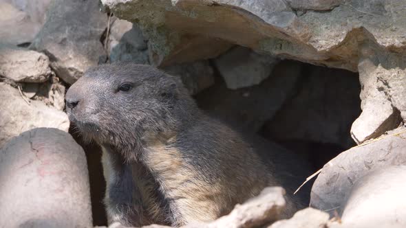 Close up: Wild Nutria Beaver hiding in rocky hole and observing wilderness