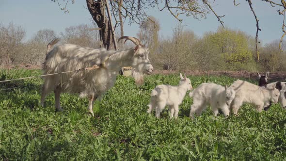 Domestic goat graze chewing in pasture. Cute free range goatling on organic