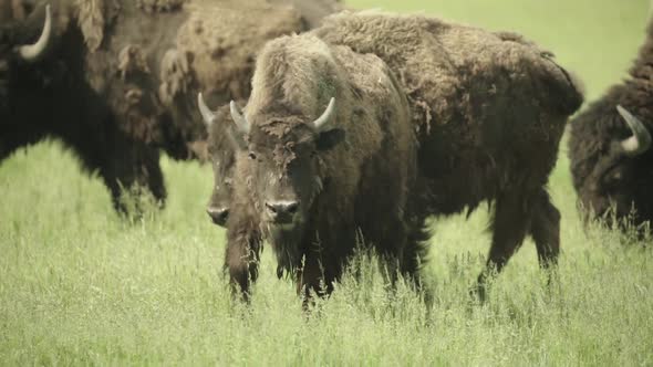 Nature: Bison in a Field on Pasture. Slow Motion