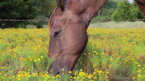 Close-Up of Horse Grazing in a Field during Sunset