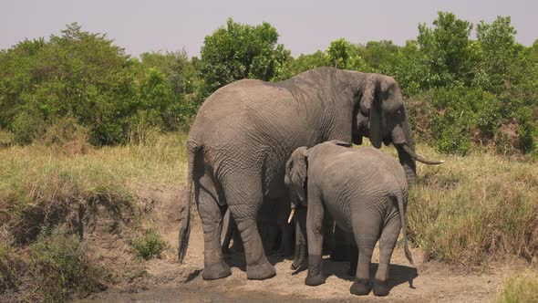 Elephant with calves in Masai Mara