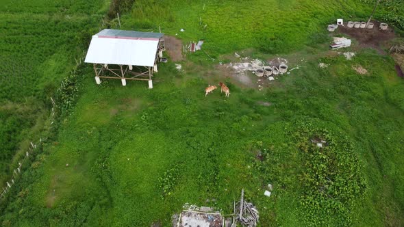 Cows and cattle grazing grass in green field near hut at Malaysia