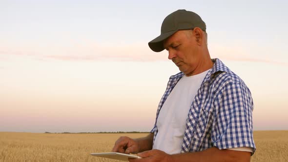 Businessman with Tablet Evaluates Grain Harvest. Harvesting Cereals. Farmer with a Tablet Works in