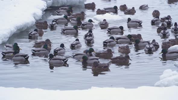 A flock of wild ducks swims in an icy hole in a frozen river.