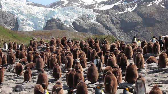 King Penguin Colony on South Georgia