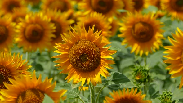 Beautiful Sunflower Flower on the Background of a Yellow Field