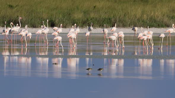 Foraging Greater Flamingos - Etosha National Park