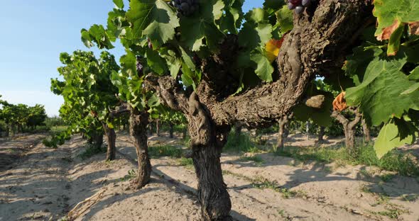 Vineyards growing in sand. Aigues Mortes, Gard department,The Occitan, France