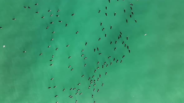 A flock of Wild Ducks swims in the Sea