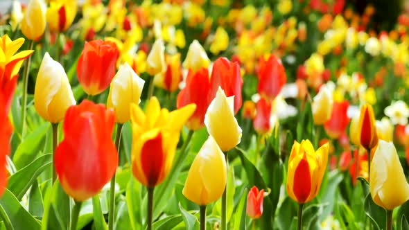 Yellow and red tulips in bloom.