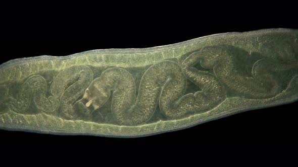 Worm Tetrastemma Sp. Under the Microscope, Nemertea Phylum, Vast Majority of Predators, Also