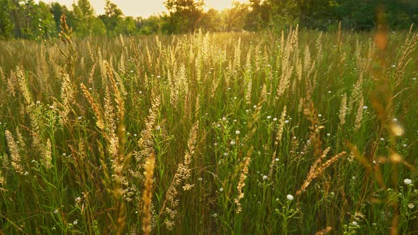 Summer Meadow with Tall Grass Flowers and Trees