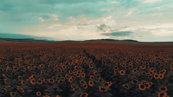 Cinematic Sunflower Field