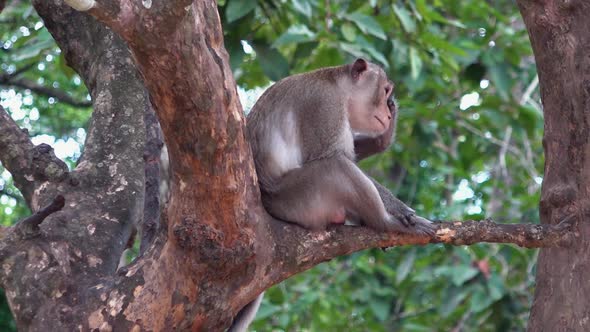 Solitary Macaque Monkey Sat in a Tree Looking Sad and Lonely