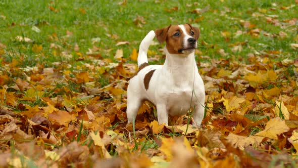 Beautiful Terrier Puppy Outdoors in Park