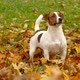 Beautiful Terrier Puppy Outdoors in Park - VideoHive Item for Sale