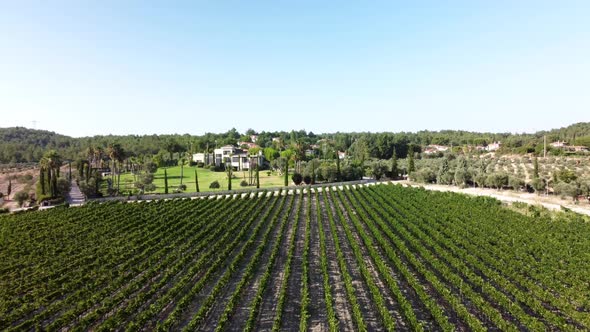 Sunny Vineyard Fields in Urla Turkey