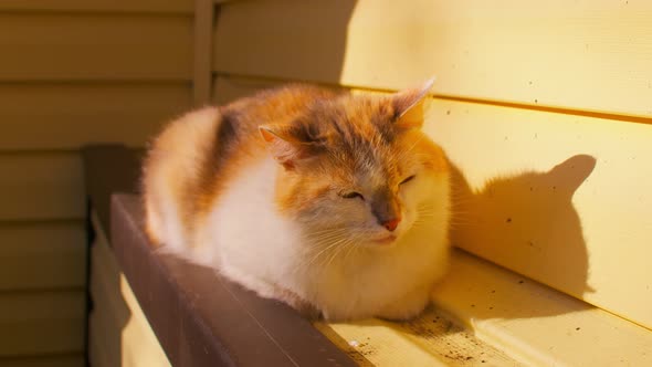 Close Up of Domestic Cat Sitting on Foundation of House in Sunny Weather