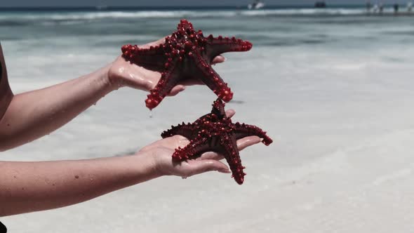 Woman Hands Holds Two Red Starfish Over Transparent Ocean Water on White Beach