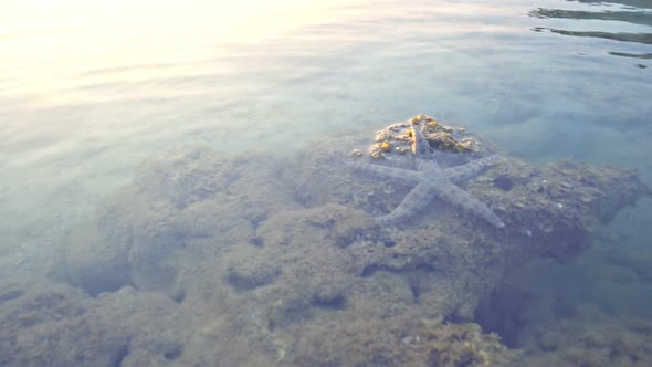 Starfish Live In Shallow Water Along The Reef.00646020