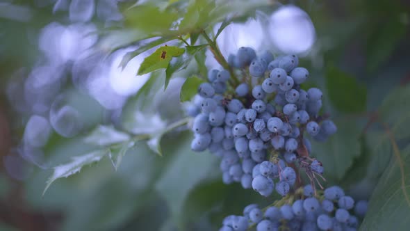 Wild blue berries growing on tree