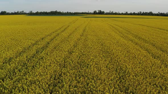 Low quadcopter flight over a field of yellow flowering rapeseed. Trees with green leaves.