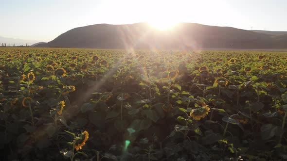 Growing Sunflowers in a Farmer's Field