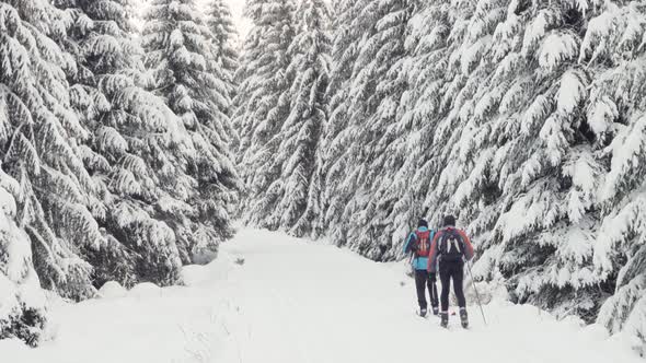 Two Crosscountry Skiers Ski Down a Trail in a Snowcovered Winter Landscape with Trees  Rear View