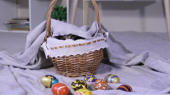 An Easter Pet Kitten Peeks Out of the Basket Against the Background of Painted Eggs