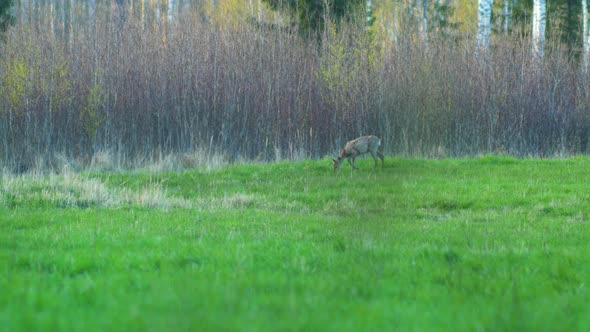 Wild female European roe deer (Capreolus capreolus) eating in a green meadow, sunny spring evening,