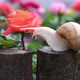 Snail - VideoHive Item for Sale